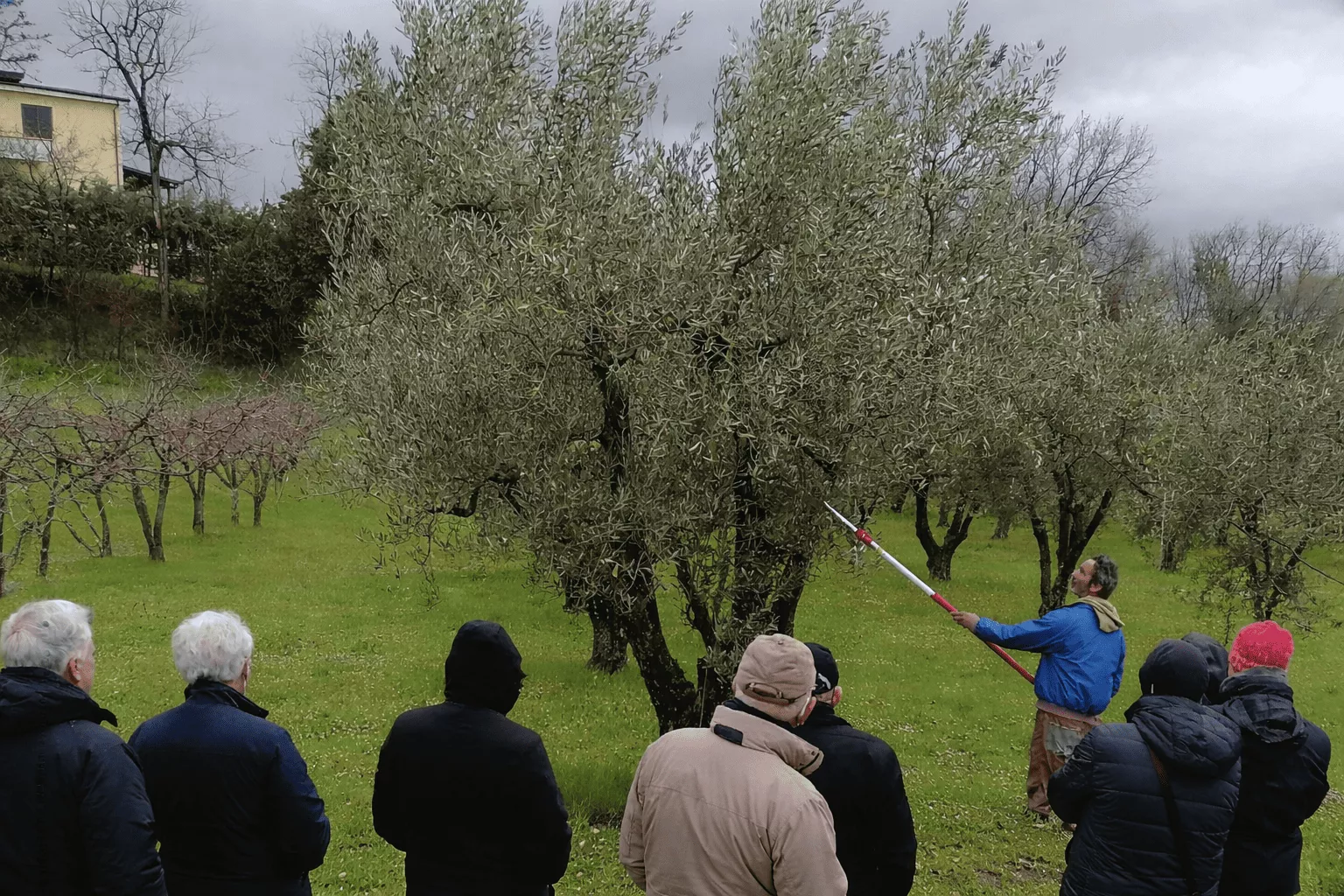 ALSIA 2026: avviato il ciclo di corsi di potatura dell’olivo a Vaso Policonico